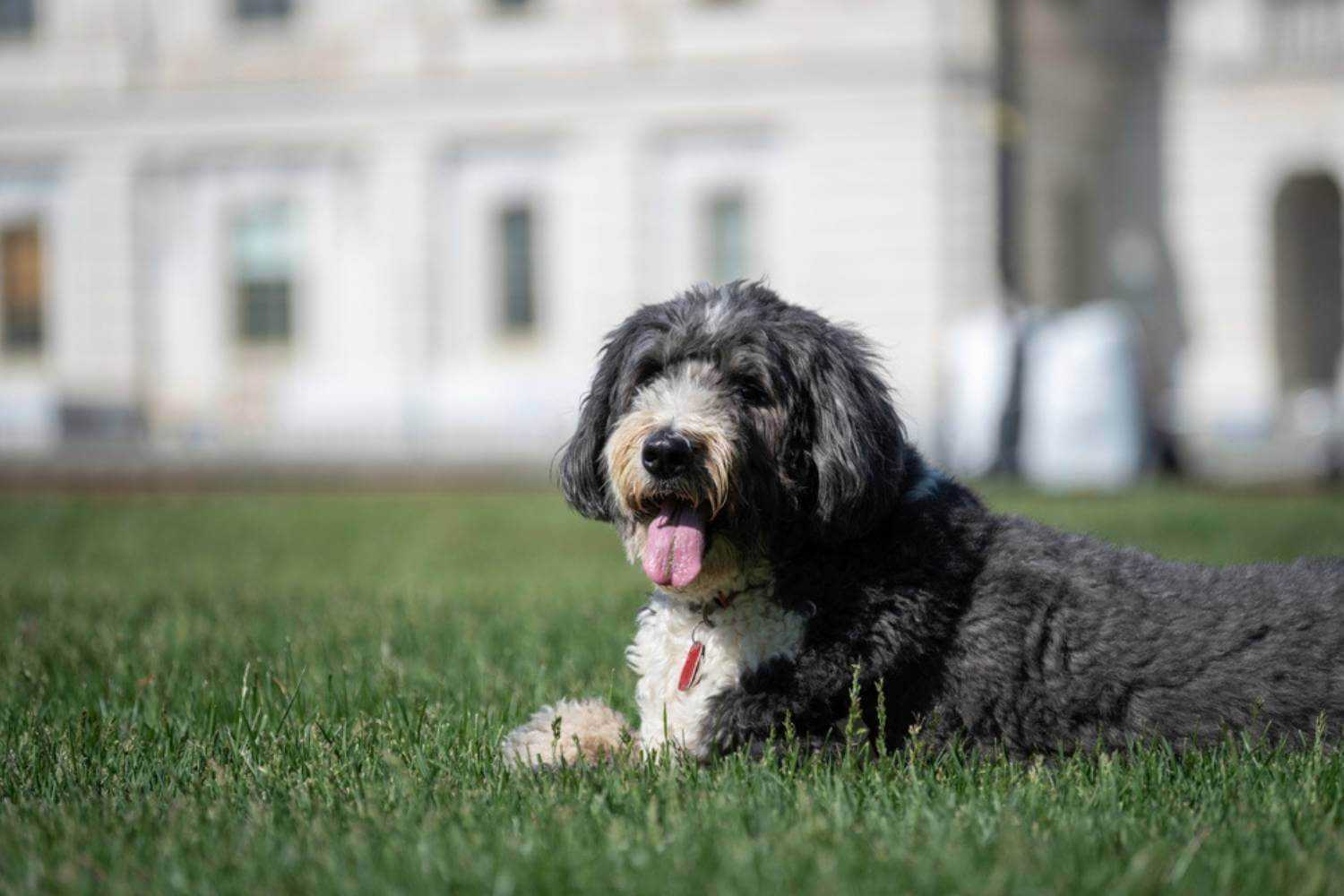 Washington DC Dog Laying in Grass at Capitol