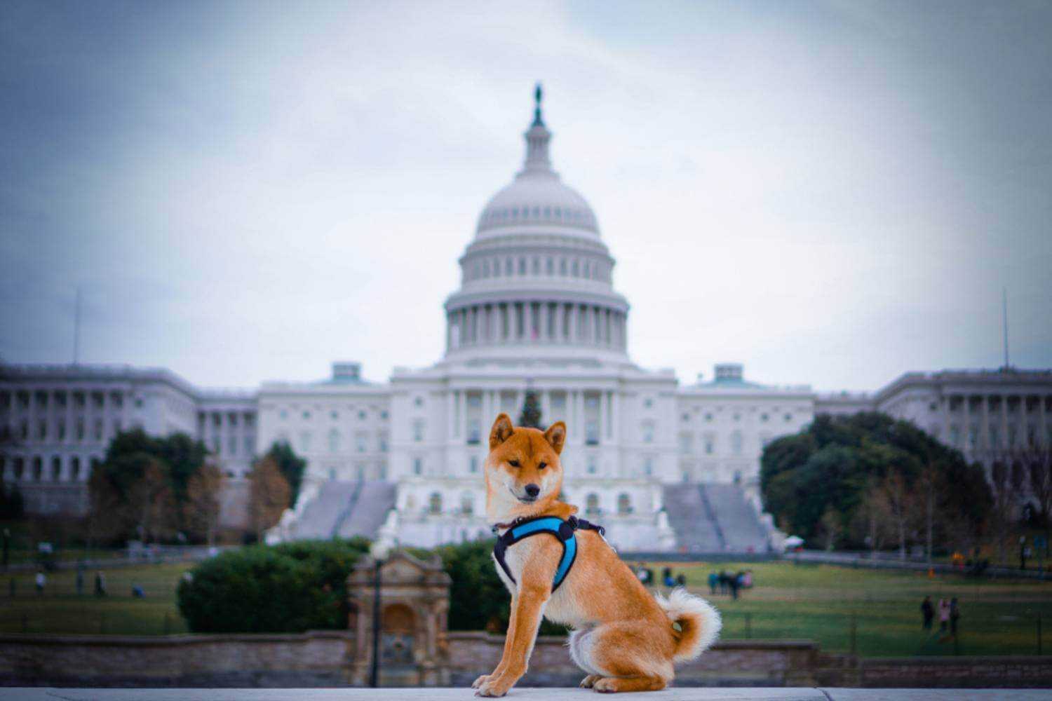 Washington DC Dog in Front of Capitol Building