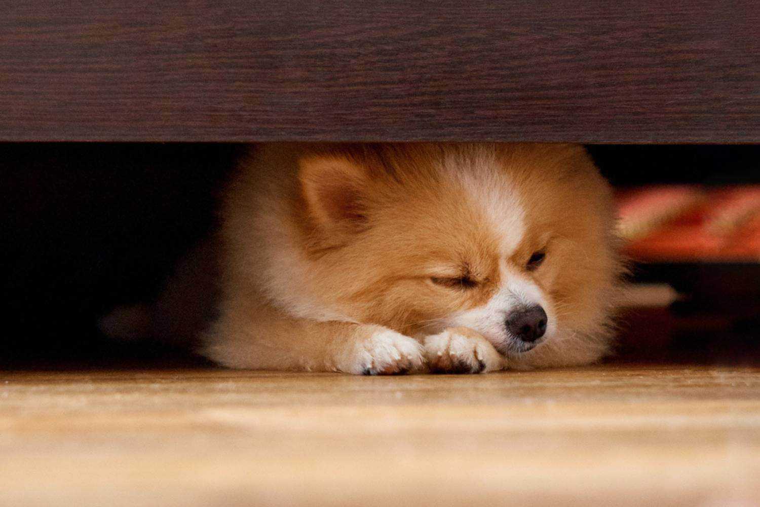 Wichita KS Dog Sleeping Under Table