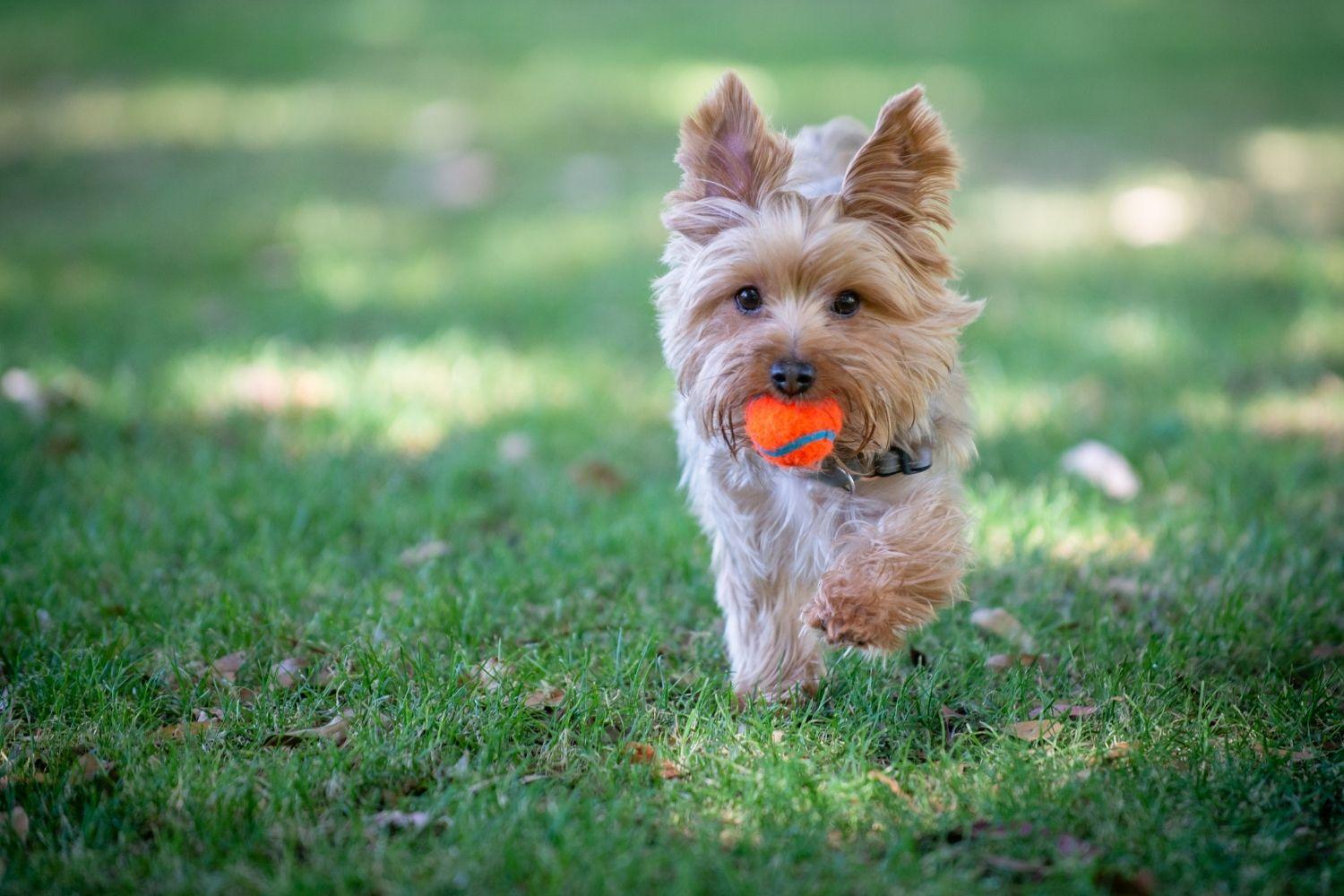 Yorkie with ball