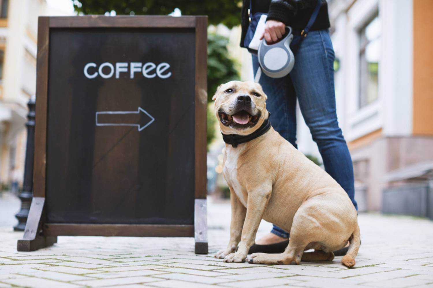 Boise ID Dog at Coffee Shop
