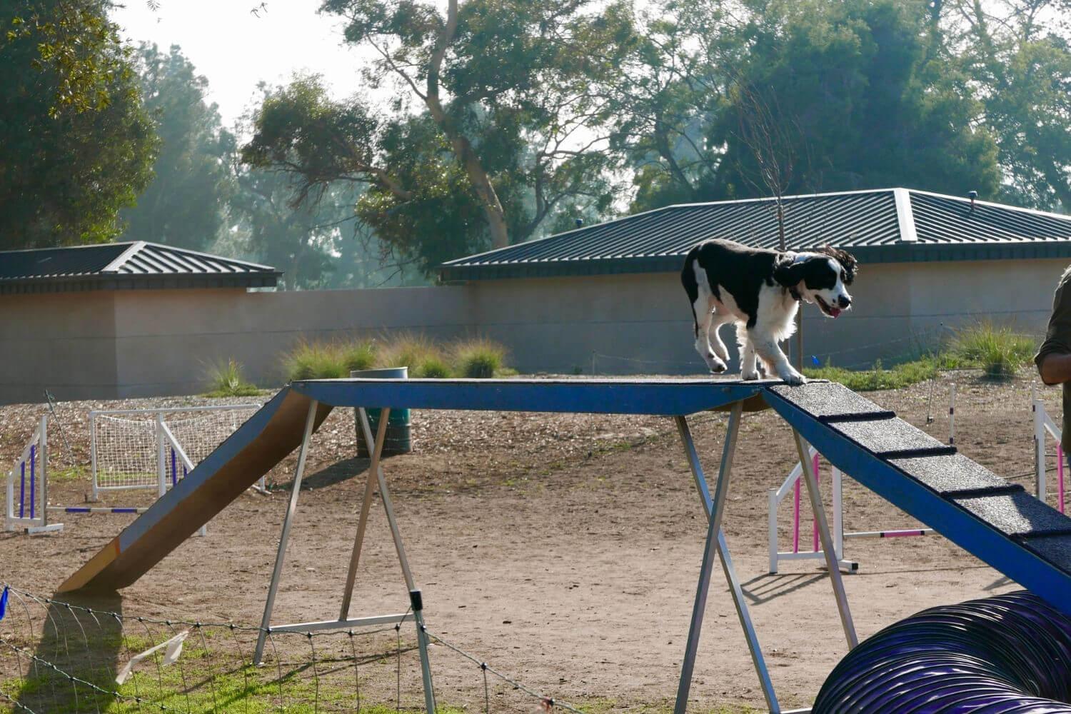 dog on agility course