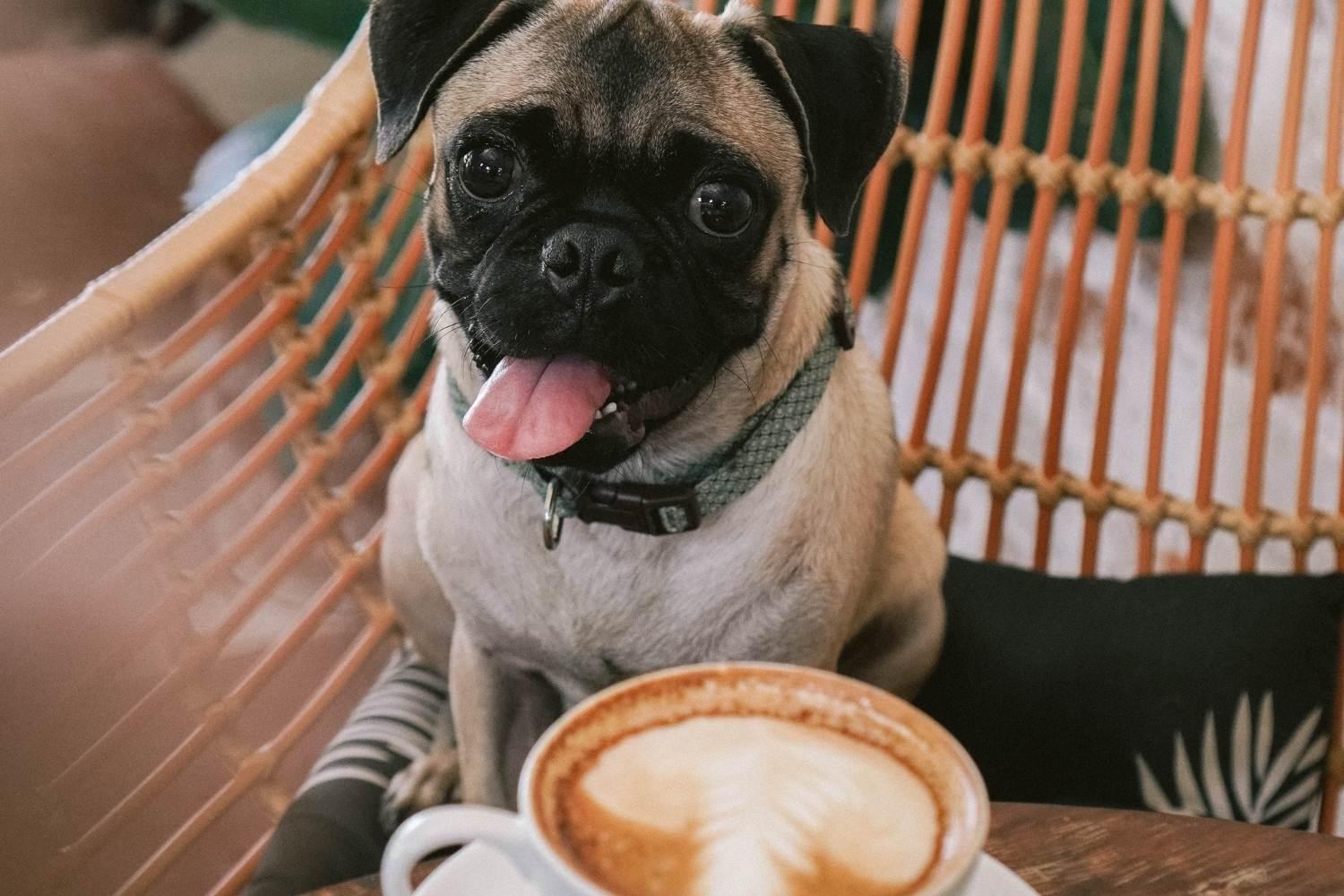 pug getting coffee