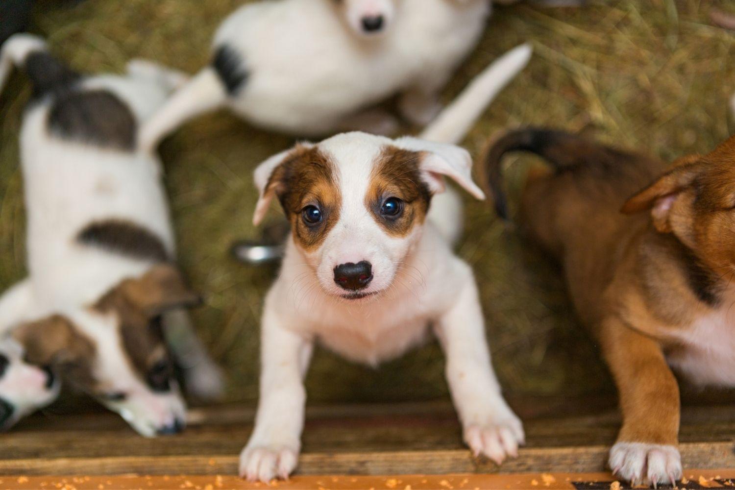 Where to adopt a pet in austin - puppy