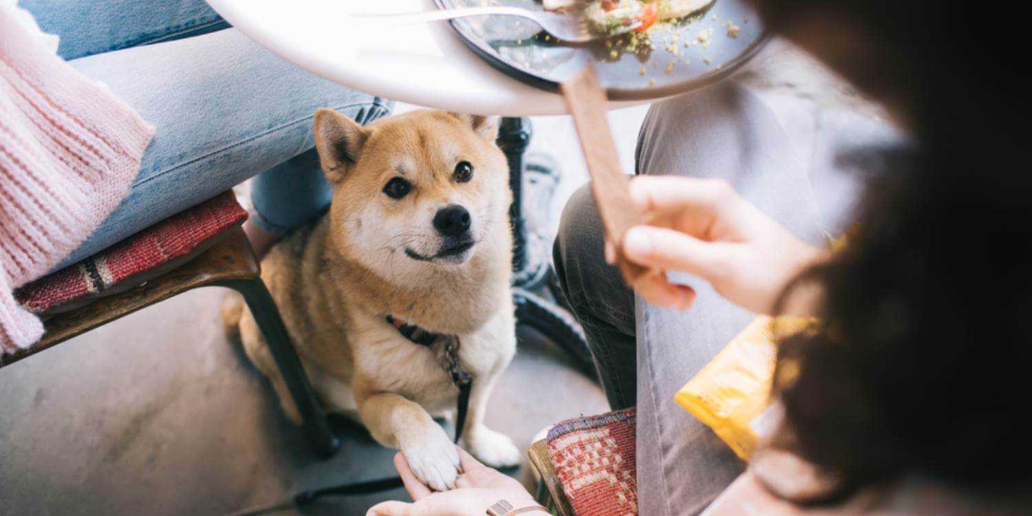 Local Pet Care is excited to bring you an excellent list of the very best dog-friendly restaurants, breweries, and coffee in The Bronx!