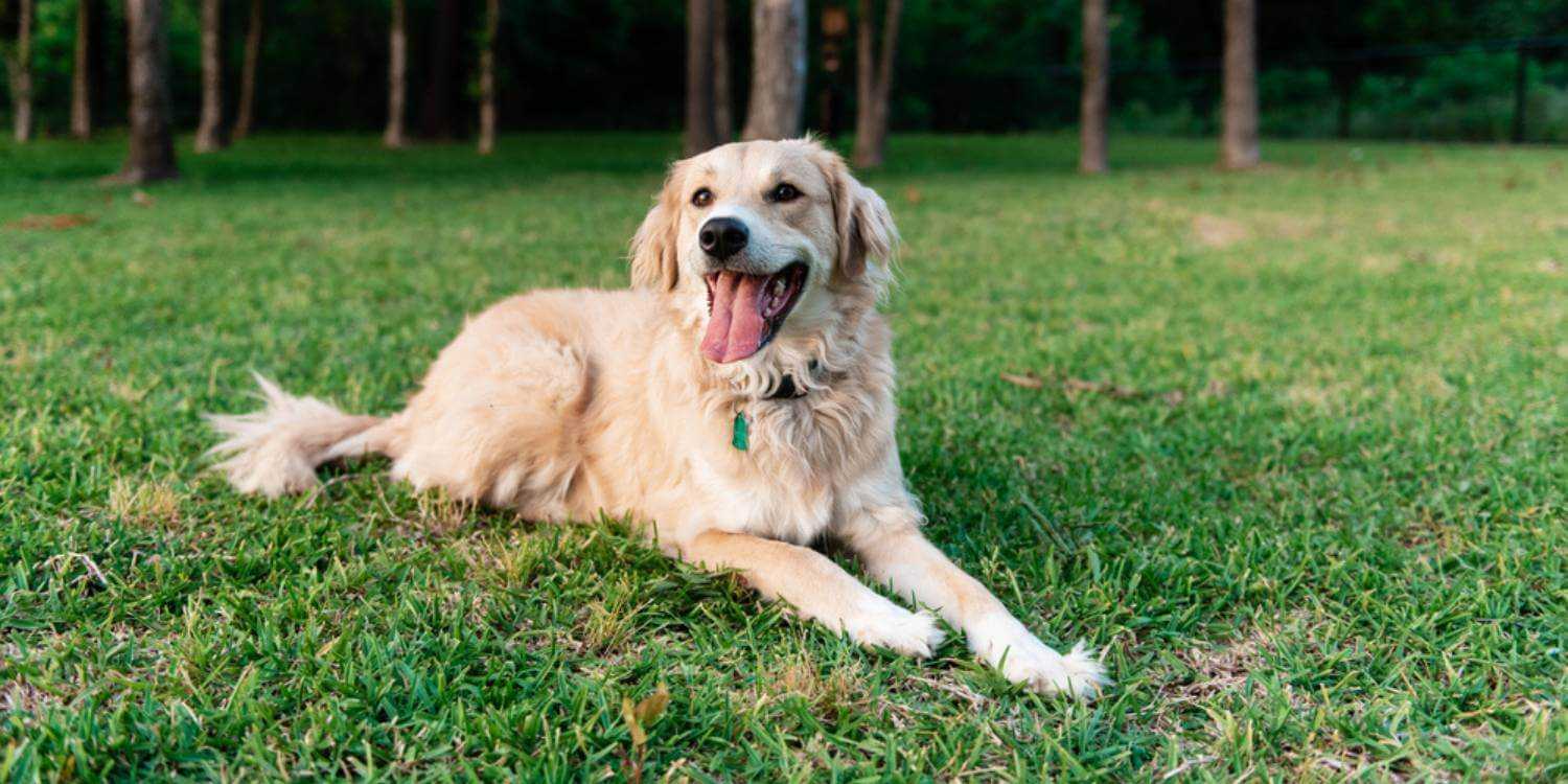 Enjoy some outdoor time with your pup at any one of these awesome dog parks or off-leash areas in Arlington, TX!
