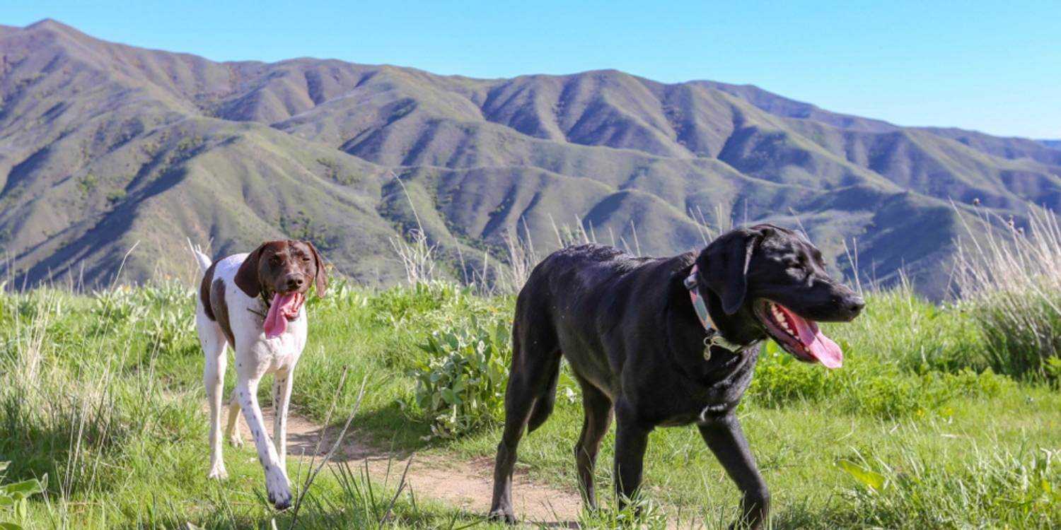 Enjoy some outdoor time with your pup at any one of these dog parks, dog-friendly hikes, and off-leash areas in Boise. Check out our list and run wild!