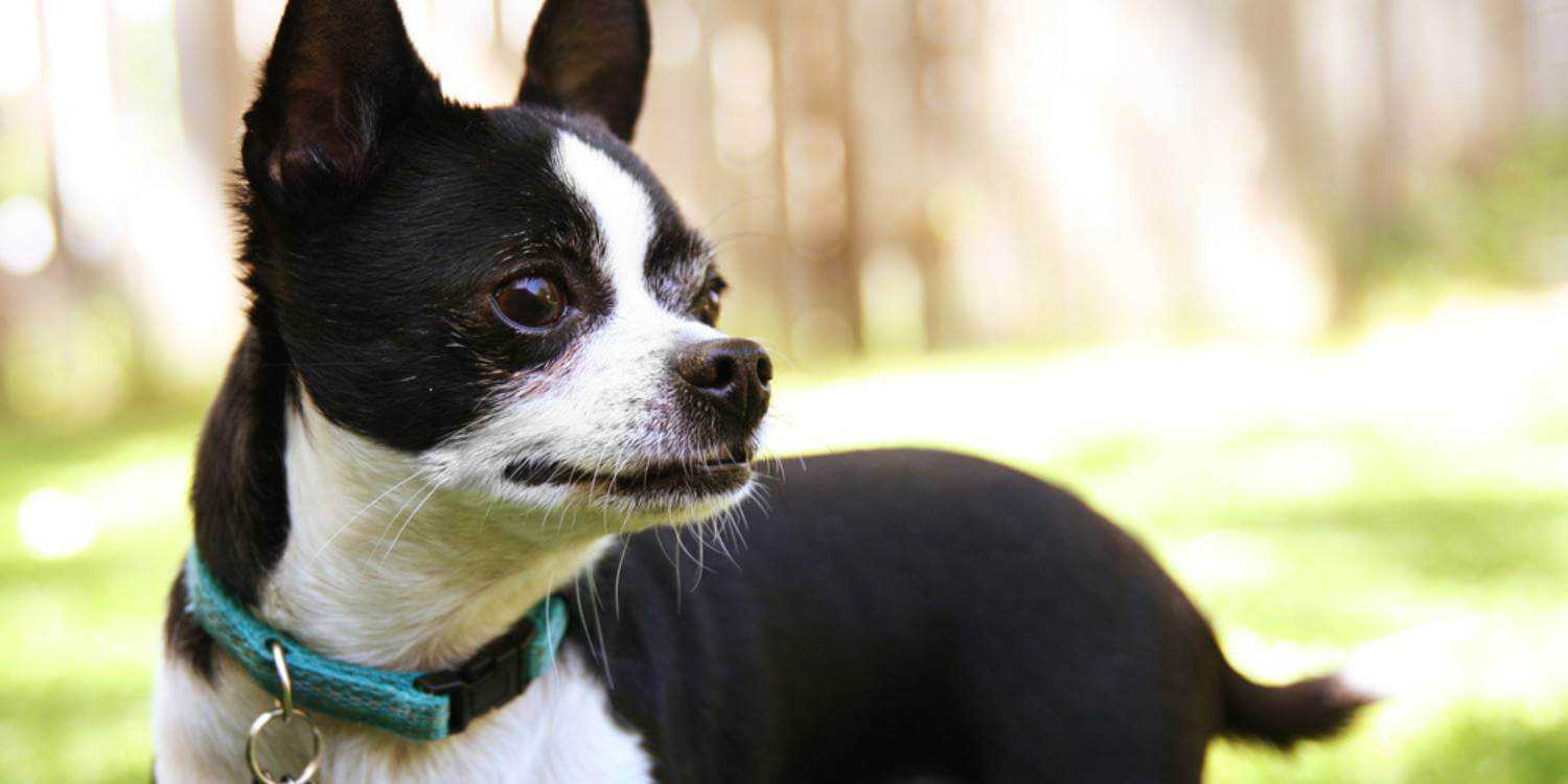 We've got your list of the top dog, cat, and animal rescues and shelters in Fort Worth!