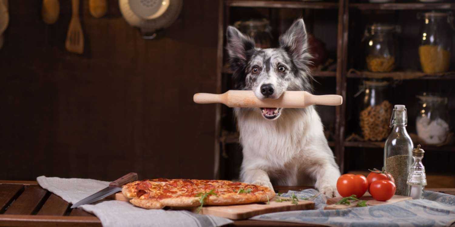 Local Pet Care is excited to bring you a curated list of the very best dog-friendly restaurants, bars, and brunches in Fort Worth!