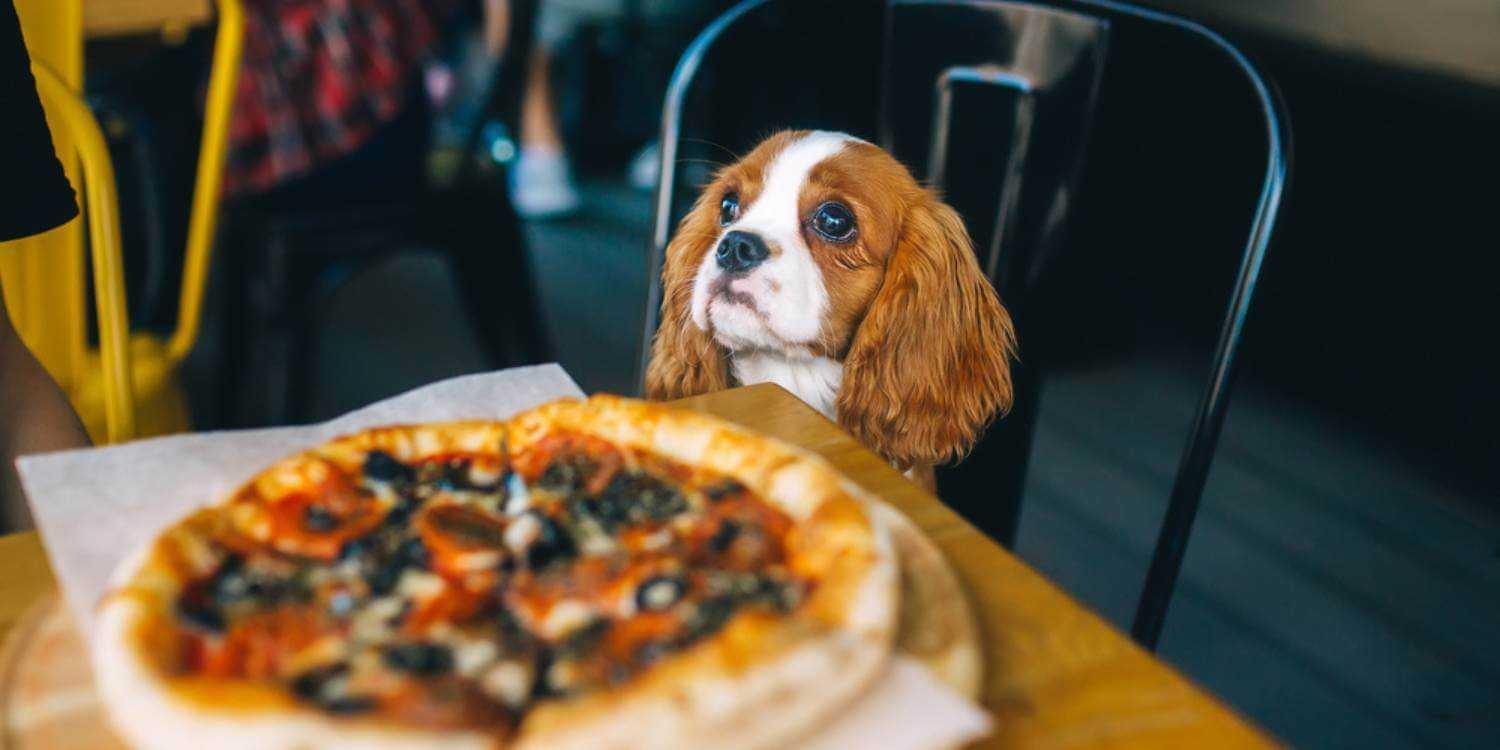 We highlight the very best pet-friendly restaurants, bars, and breweries in Las Vegas!