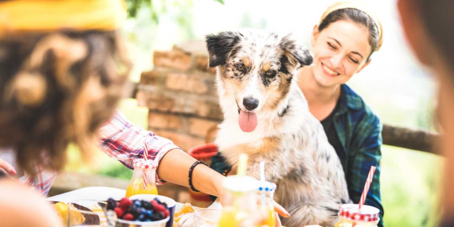 Local Pet Care has your best, most pet-friendly restaurants, breweries, and bars in and around Little Rock, AR!