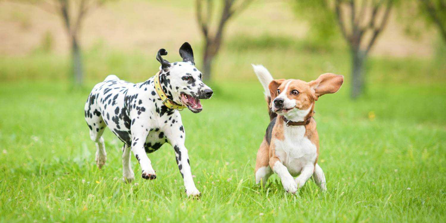 Enjoy some exercise and outdoor time with your pup at any one of these awesome dog parks in Louisville!