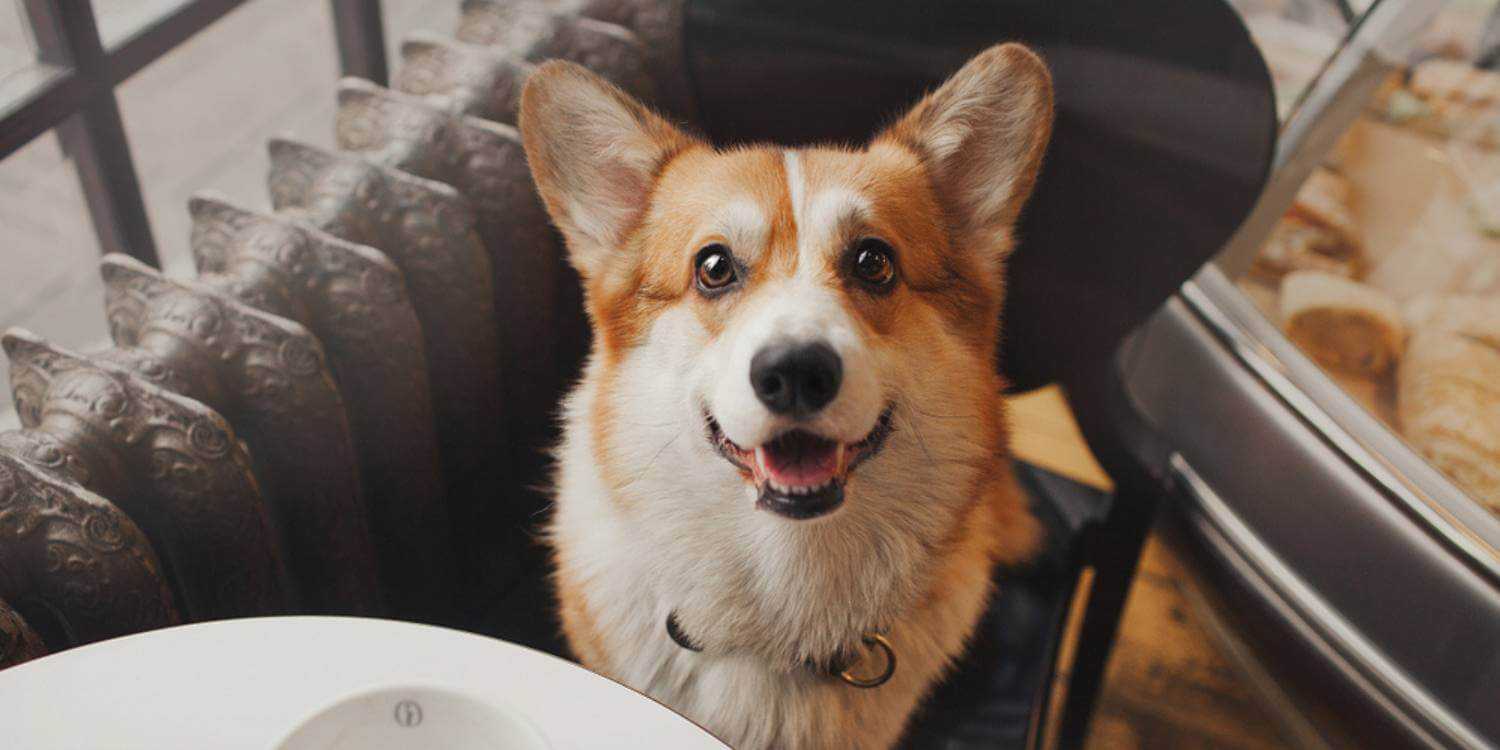 Local Pet Care is excited to bring you a hand-picked list of the very best dog-friendly restaurants in Louisville, KY!