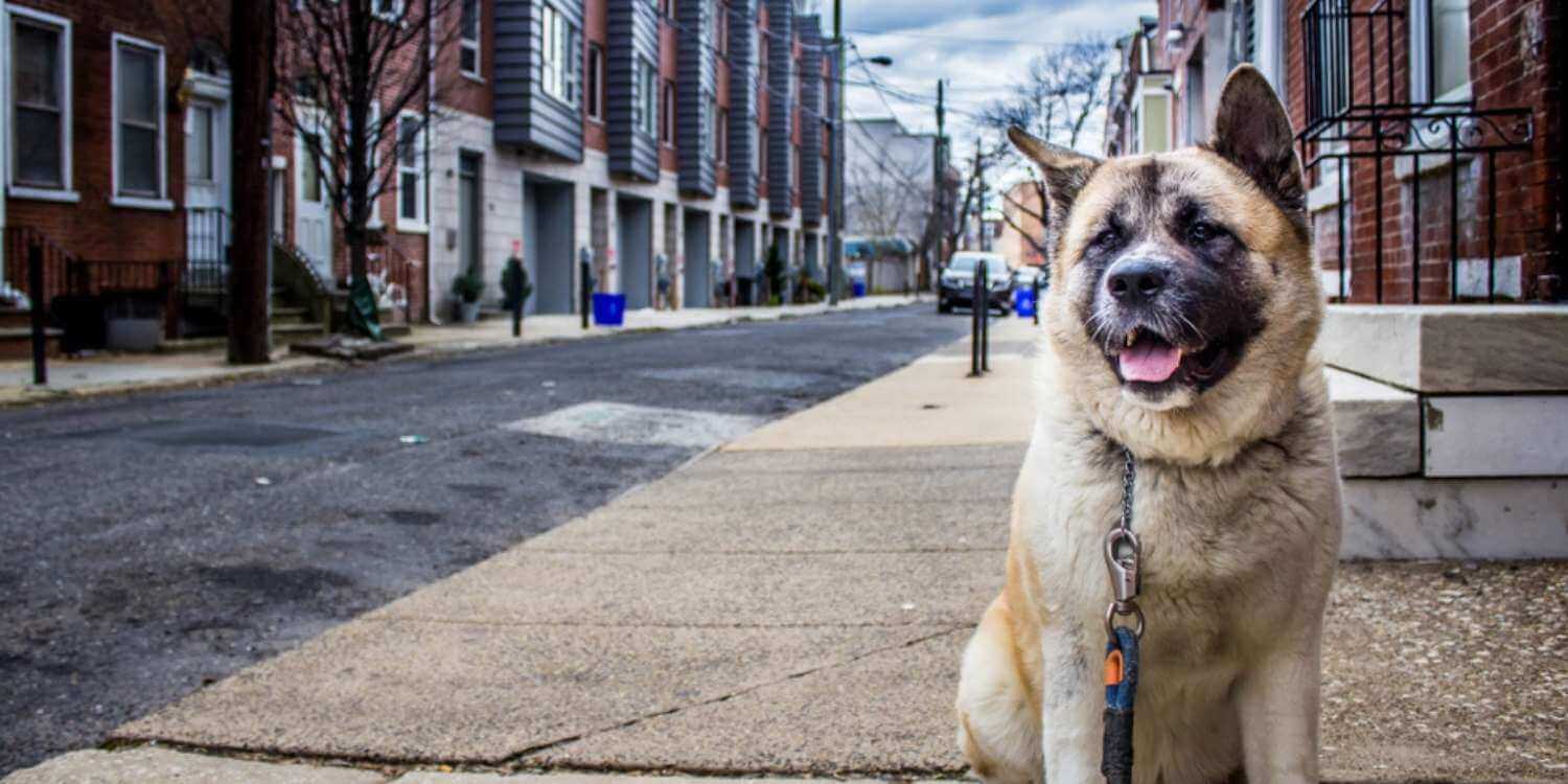 We've got your list of the top dog, cat, and pet rescues and shelters in Philadelphia plus resources to help you find your new best friend!