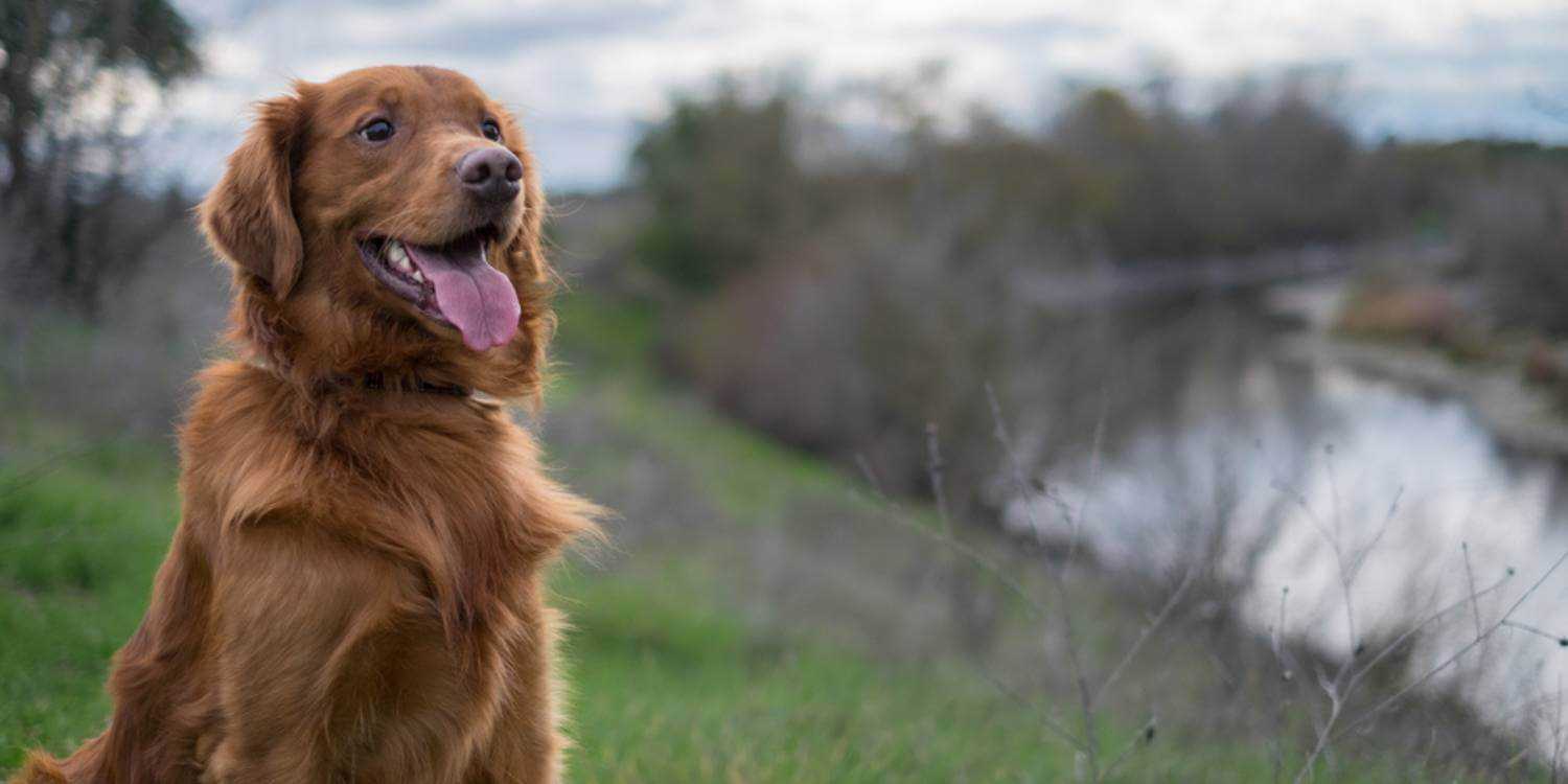 Enjoy some outdoor time with your pup at any one of these awesome dog parks or off-leash areas in Sacramento!