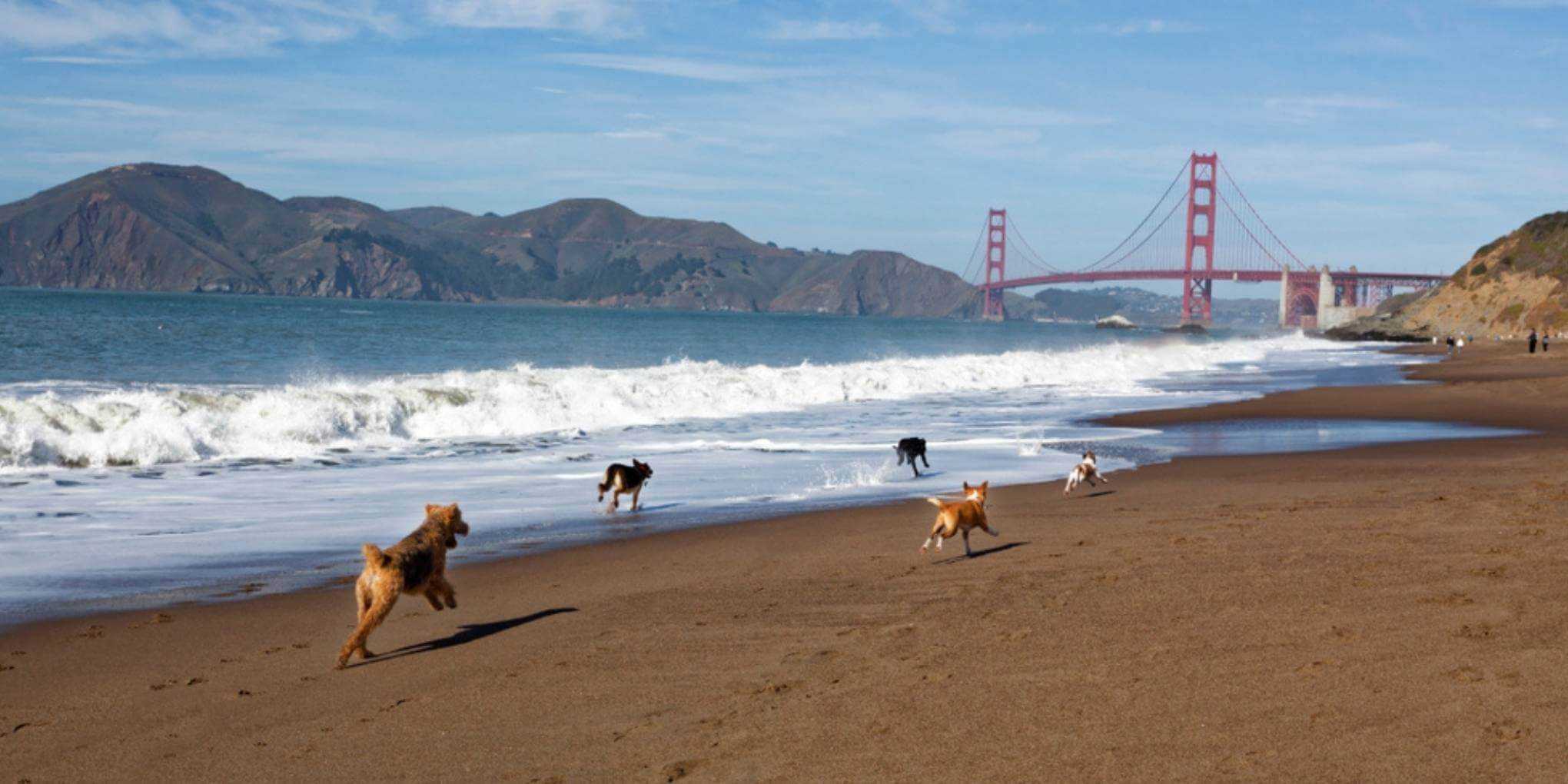 We've got your list of the top dog, cat, and pet rescues and shelters in San FRancisco plus resources to help you find your new best friend!