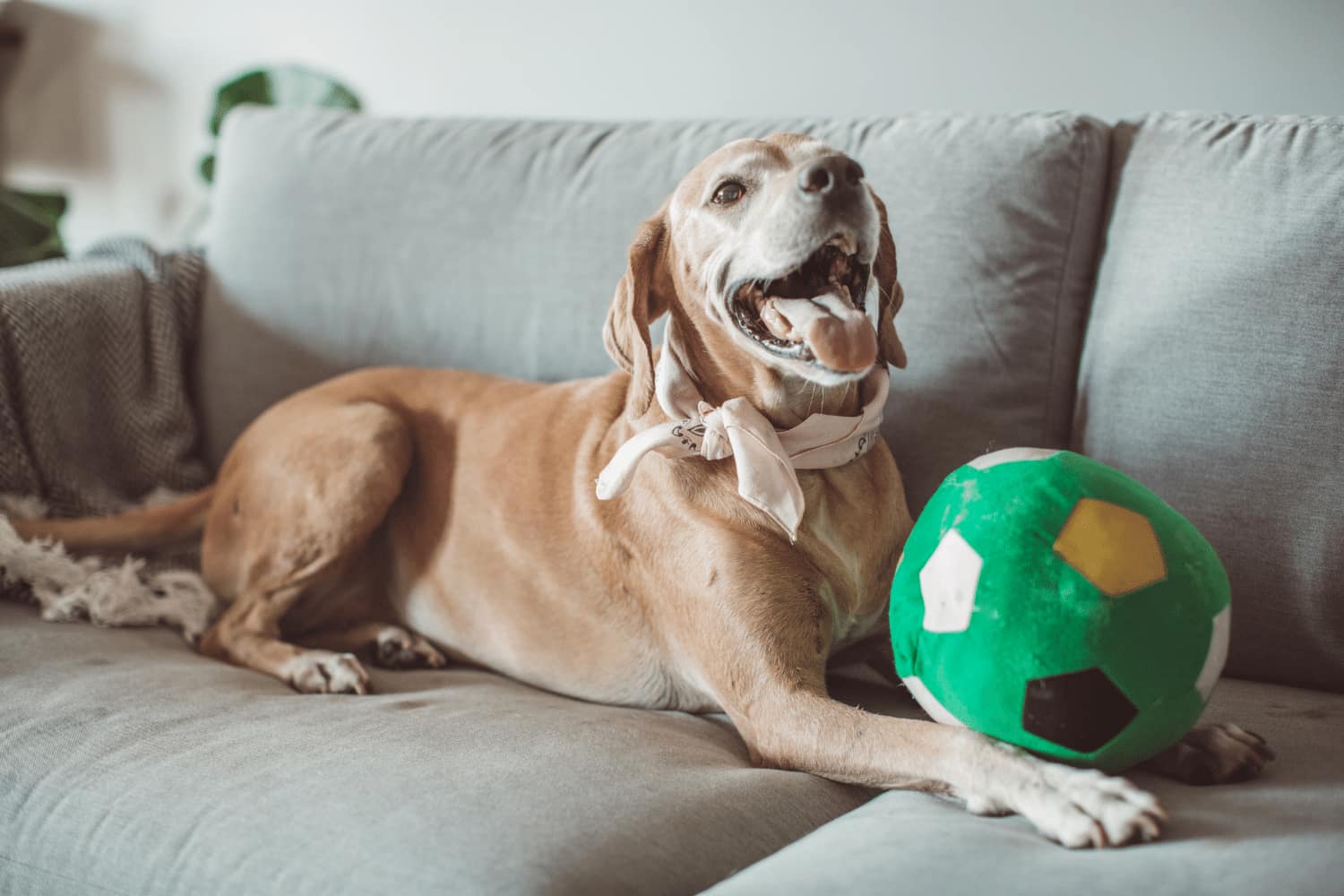 happy dog on a couch with a toy ball